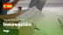 Ver video