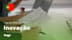 Ver video